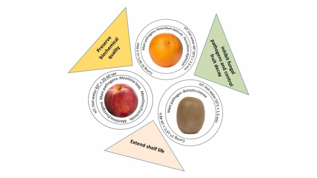 HTs can stimulate the host defense responses in fruit tissue ¡s - The review considers the effect of HTs in general, and specifically on peach, kiwi and citrus fruits melocoton alor agua r.jpg